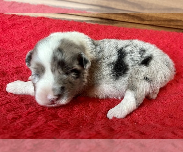 Medium Photo #7 Australian Shepherd Puppy For Sale in LODA, IL, USA