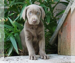 Labrador Retriever Puppy for sale in FREDERICKSBG, OH, USA