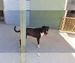 Small Photo #3 American Pit Bull Terrier-Labrador Retriever Mix Puppy For Sale in Woodland Hills, CA, USA