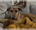 Small #3 Mountain Cur-Whippet Mix