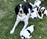 Small Photo #1 English Springer Spaniel Puppy For Sale in COLOGNE, MN, USA