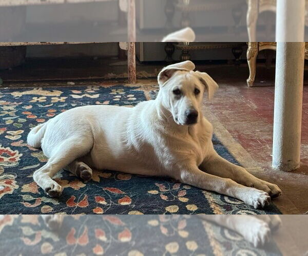 Medium Photo #4 Great Pyrenees-Unknown Mix Puppy For Sale in Dallas, TX, USA
