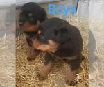 Small Photo #6 Rottweiler Puppy For Sale in COLUMBIA, MO, USA