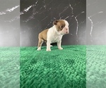 Small #16 Boston Terrier