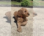 Puppy Orange Collar Goldendoodle