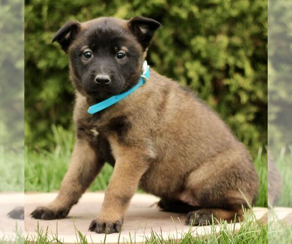 Medium Photo #1 Belgian Malinois Puppy For Sale in RONKS, PA, USA