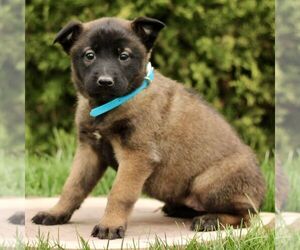 Belgian Malinois Puppy for sale in RONKS, PA, USA