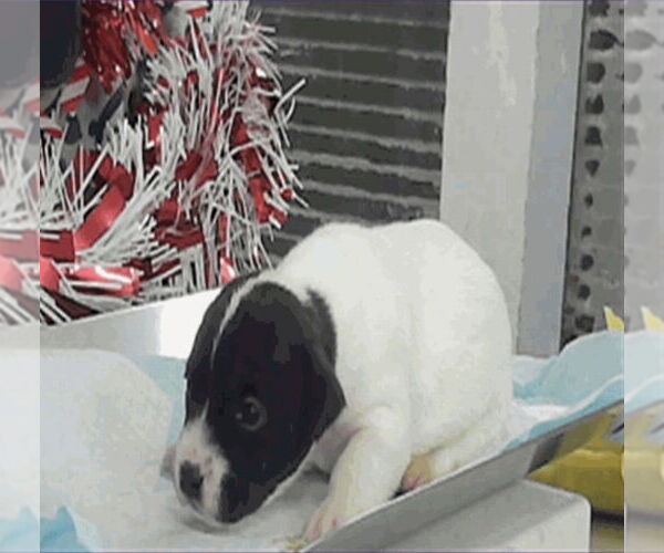 Medium Photo #3 Boxador Puppy For Sale in Lakewood, CO, USA