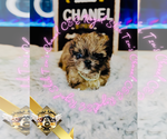 Small #1 Shih Tzu