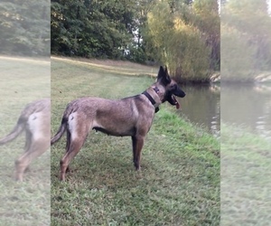 Mother of the Belgian Malinois puppies born on 01/05/2022