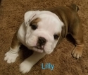 Small Photo #3 Bulldog Puppy For Sale in STATESVILLE, NC, USA