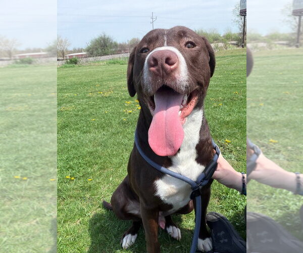 Medium Photo #2 Boxador Puppy For Sale in Pierceton , IN, USA