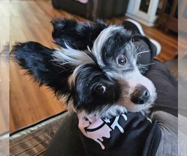 Medium Photo #2 Chinese Crested Puppy For Sale in TAMPA, FL, USA
