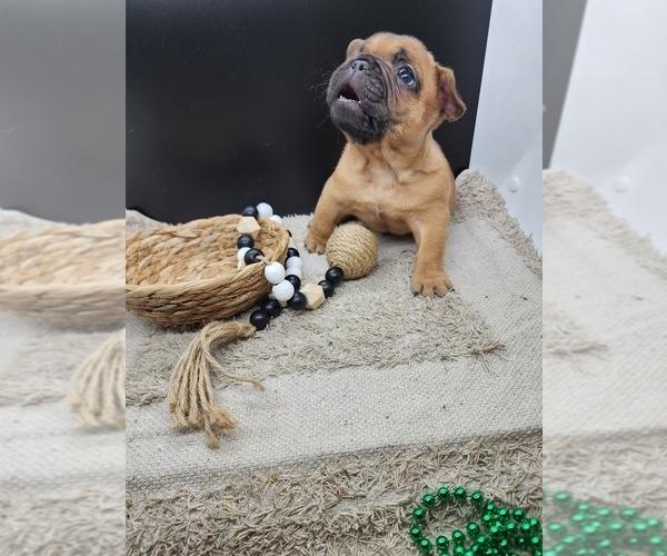 Medium Photo #9 French Bulldog Puppy For Sale in CONCORDIA, KS, USA