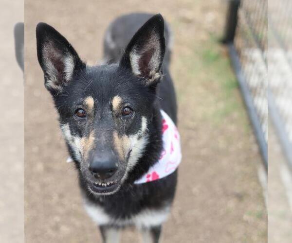 Medium Photo #3 German Shepherd Dog-Unknown Mix Puppy For Sale in San Antonio, TX, USA