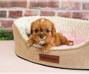 Cavalier King Charles Spaniel Puppy for sale in SYRACUSE, IN, USA
