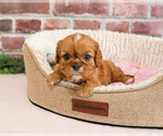 Small Cavalier King Charles Spaniel