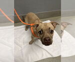 Small Chihuahua Mix