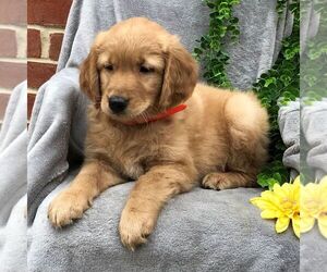 Goldendoodle-Poodle (Miniature) Mix Puppy for sale in NEW HOLLAND, PA, USA