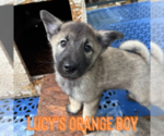 Puppy Mark Norwegian Elkhound