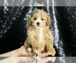 Puppy Pancakes F1B Maltipoo
