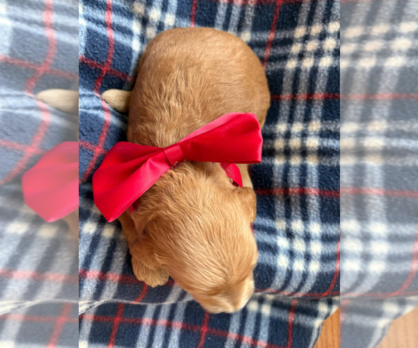 Medium Photo #2 Goldendoodle (Miniature) Puppy For Sale in ROY, UT, USA
