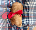 Small #1 Goldendoodle (Miniature)