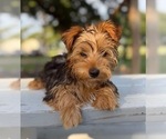 Small #2 Yorkshire Terrier