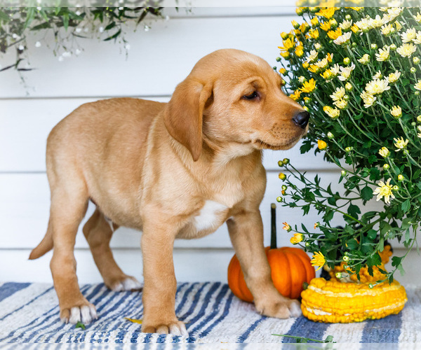 Medium Photo #3 Golden Retriever-Jack Russell Terrier Mix Puppy For Sale in WAKARUSA, IN, USA