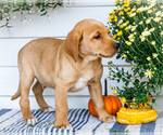 Small #2 Golden Retriever-Jack Russell Terrier Mix