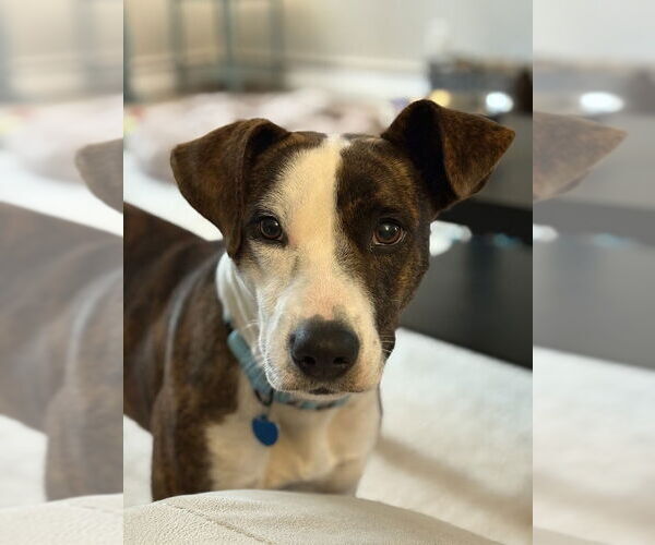 Medium Photo #4 Mutt Puppy For Sale in Springdale, PA, USA