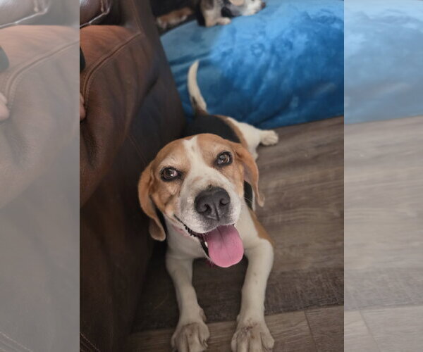 Medium Photo #8 Beagle Puppy For Sale in Las Vegas, NV, USA