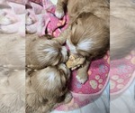Small #3 English Cocker Spaniel