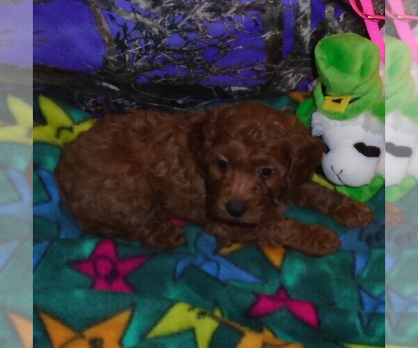 Medium Photo #3 Poodle (Standard) Puppy For Sale in CLATSKANIE, OR, USA