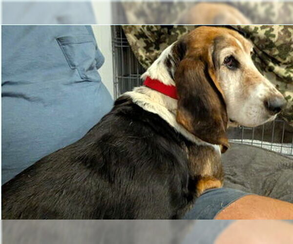 Medium Photo #1 Basset Hound Puppy For Sale in Deepwater, NJ, USA