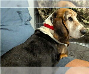 Basset Hound Dogs for adoption in Deepwater, NJ, USA