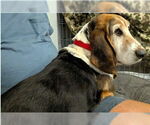 Small Basset Hound