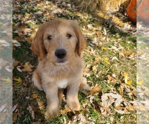 Labradoodle-Poodle (Standard) Mix Puppy for sale in JEFFERSON CTY, MO, USA