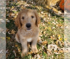 Medium Labradoodle-Poodle (Standard) Mix