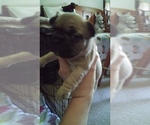Small Photo #1 French Bulldog Puppy For Sale in NEW WAVERLY, TX, USA