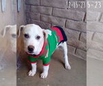 Small #25 Labrador Retriever Mix