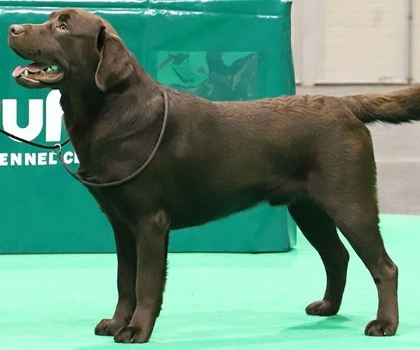 Medium Photo #1 Labrador Retriever Puppy For Sale in WILSONS, VA, USA