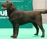 Small Photo #1 Labrador Retriever Puppy For Sale in WILSONS, VA, USA