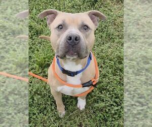 American Staffordshire Terrier Dogs for adoption in Fort Lauderdale, FL, USA