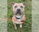Small American Staffordshire Terrier