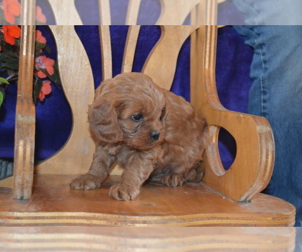 Medium Photo #11 Cavapoo Puppy For Sale in GREENWOOD, WI, USA