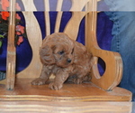 Small #1 Cavapoo