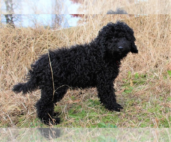 Medium Photo #7 Goldendoodle-Poodle (Miniature) Mix Puppy For Sale in HOLDEN, MO, USA