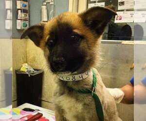 Mutt Dogs for adoption in Riverside, CA, USA