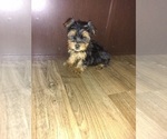 Puppy 1 Yorkshire Terrier
